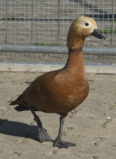 庫托